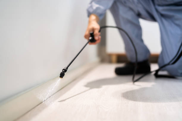 Licensed Termite Control service in Jamul, CA - Show Me Pest Control
