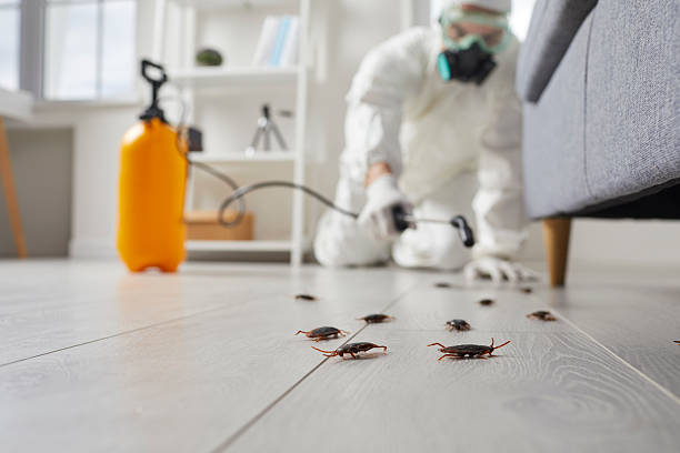 Commercial Rodent Management in Jamul